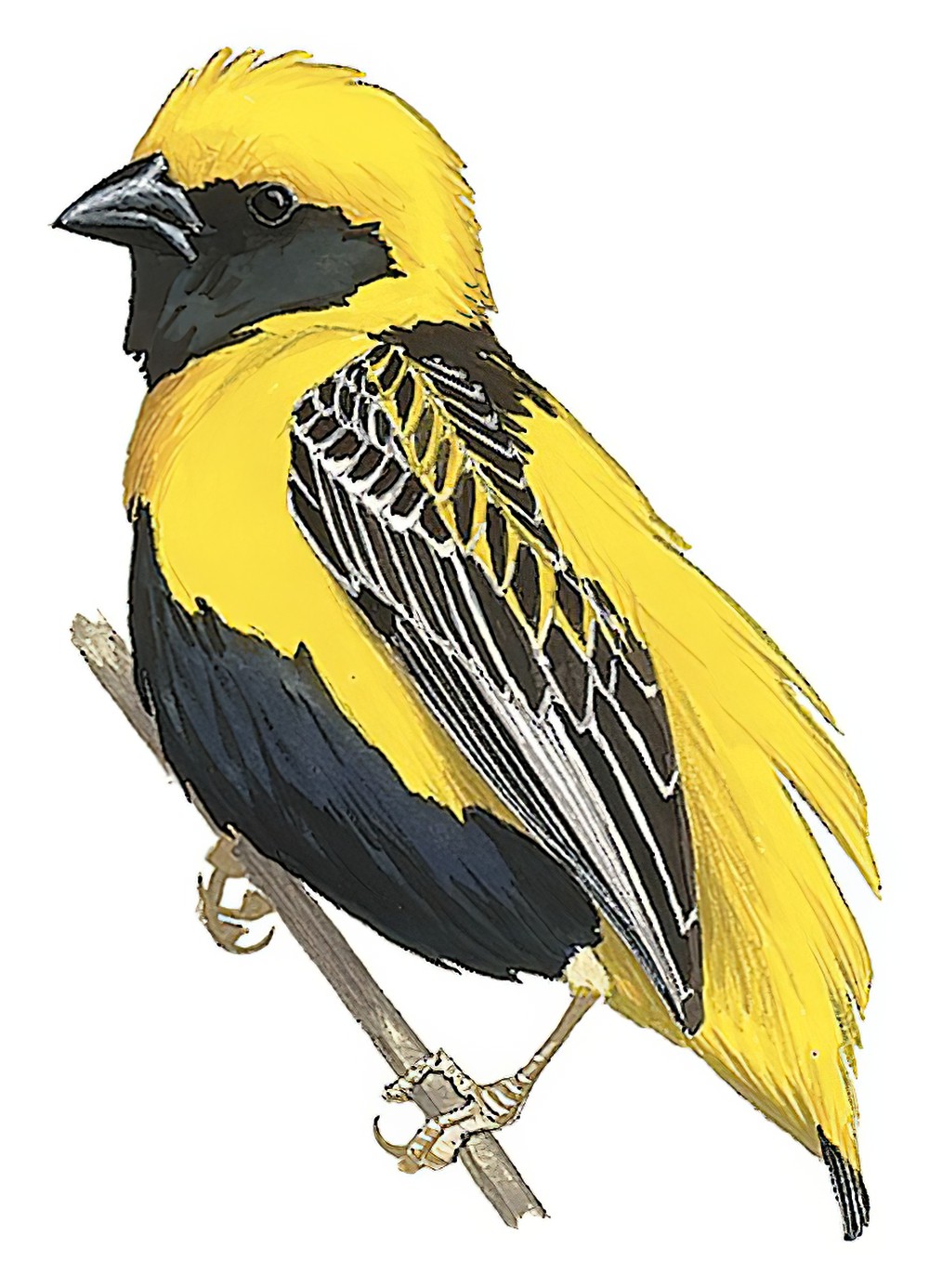 Yellow-crowned Bishop / Euplectes afer