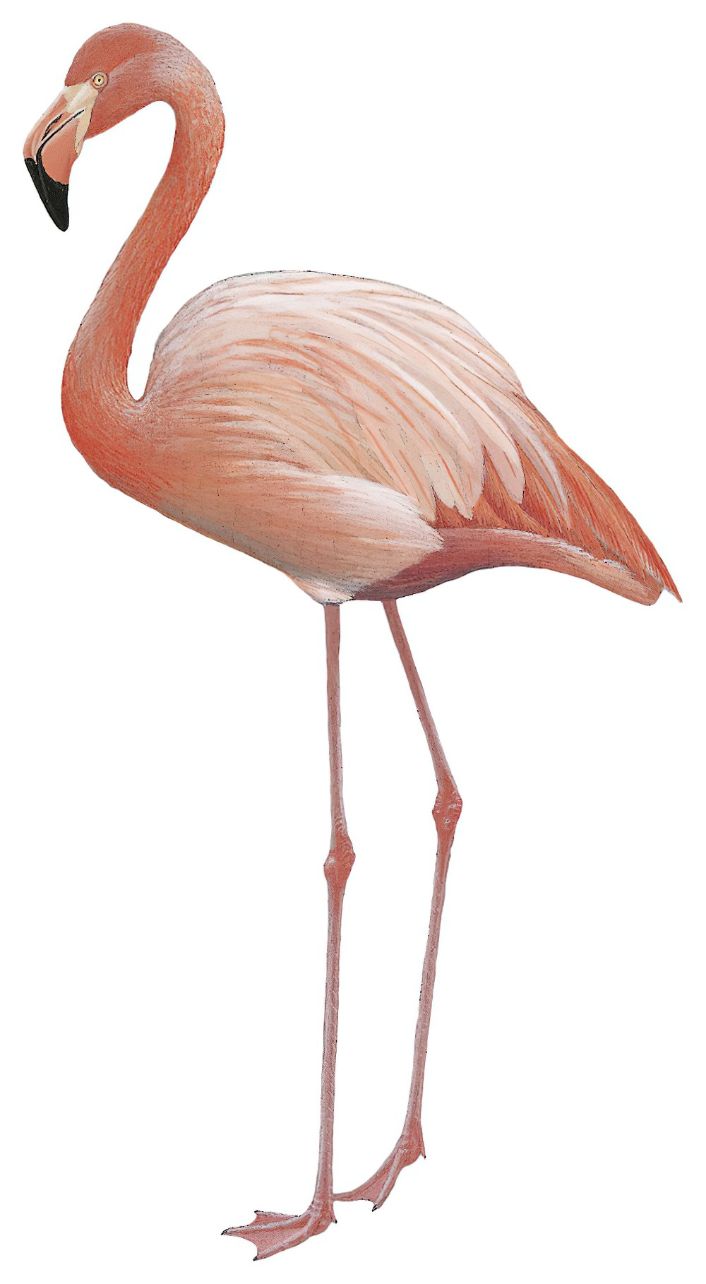 American Flamingo / Phoenicopterus ruber