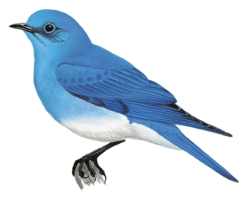 Mountain Bluebird / Sialia currucoides