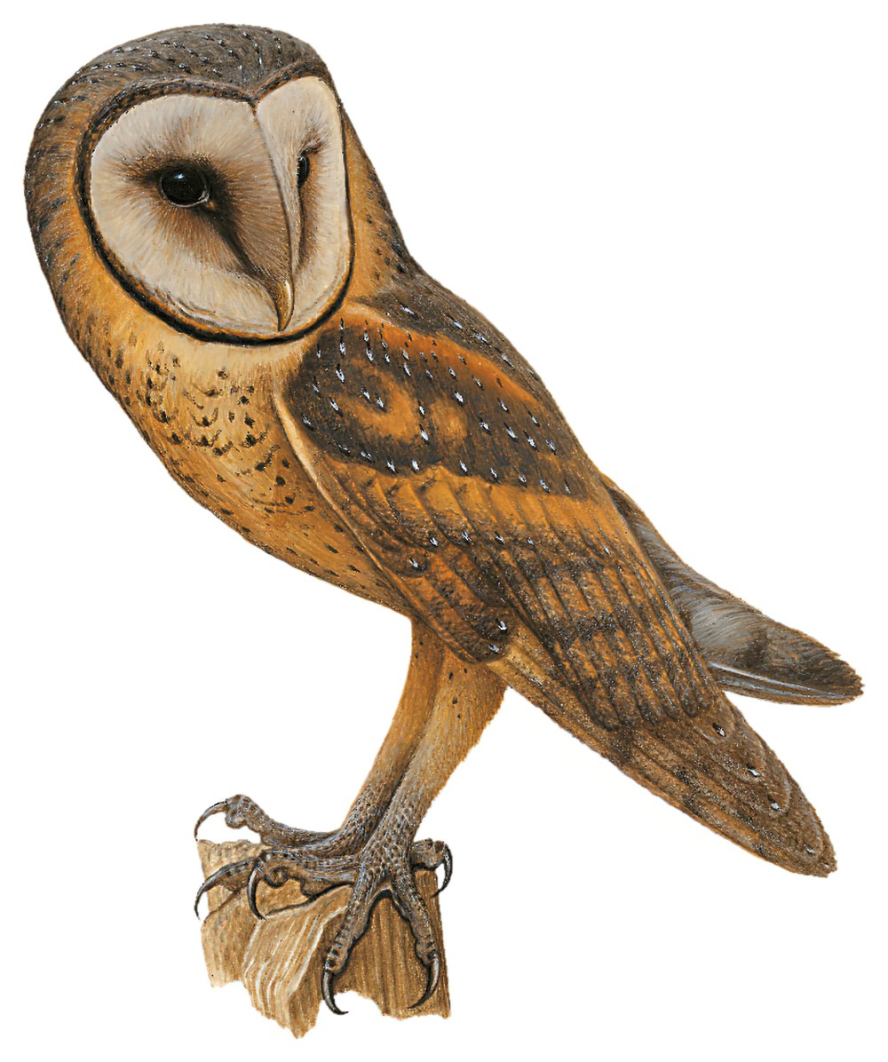 Sulawesi Masked-Owl / Tyto rosenbergii