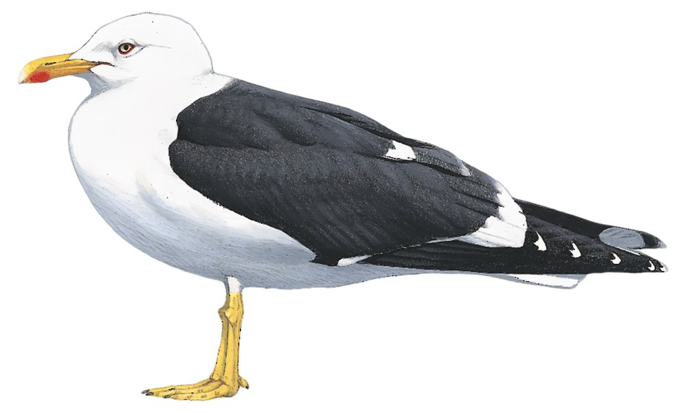 Lesser Black-backed Gull / Larus fuscus