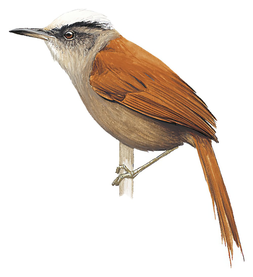 Light-crowned Spinetail / Cranioleuca albiceps
