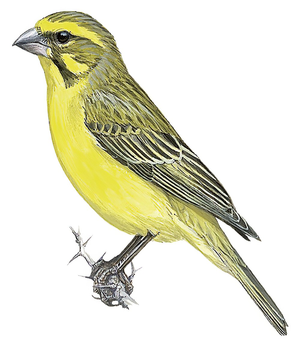 Yellow Canary / Crithagra flaviventris