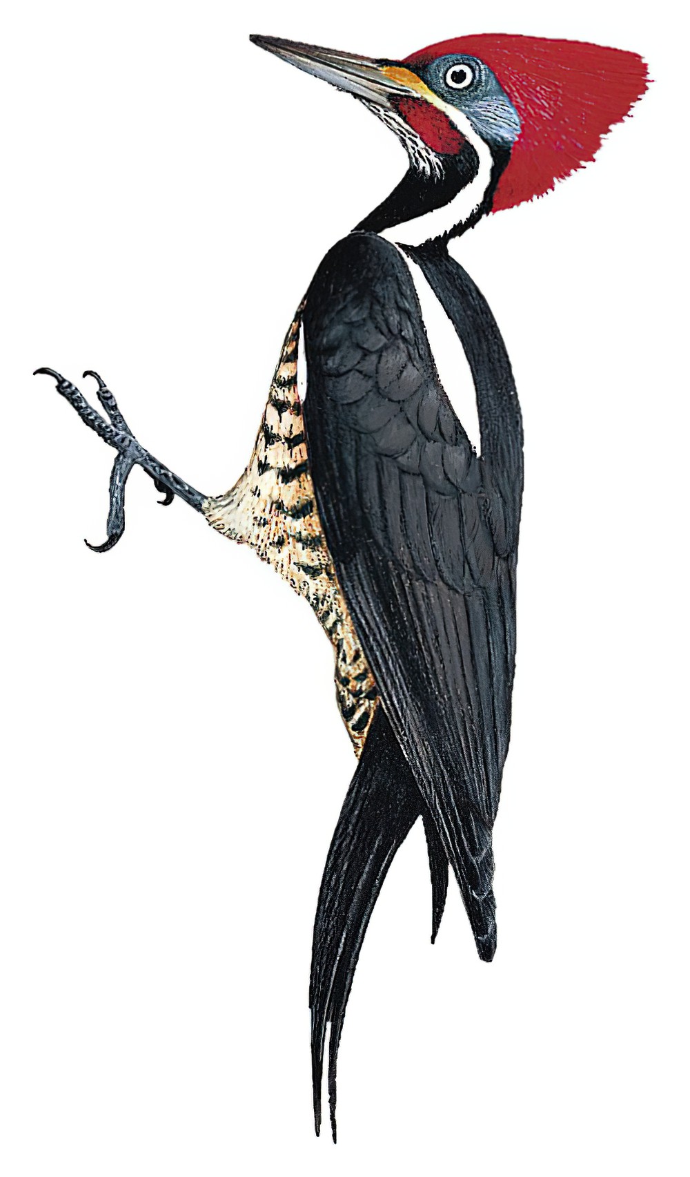 Lineated Woodpecker / Dryocopus lineatus