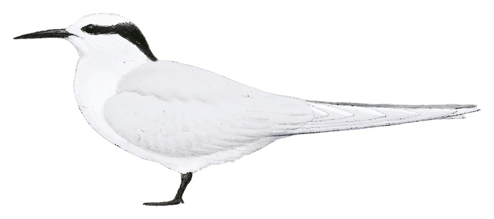 Black-naped Tern / Sterna sumatrana