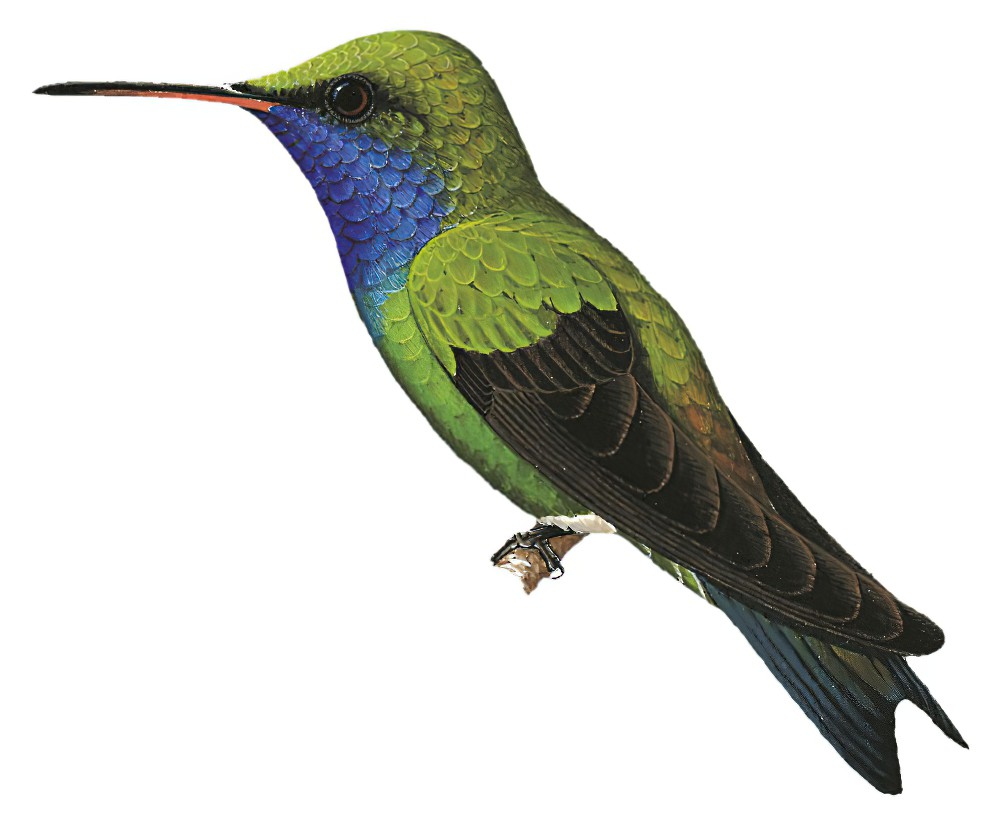 Sapphire-throated Hummingbird / Lepidopyga coeruleogularis