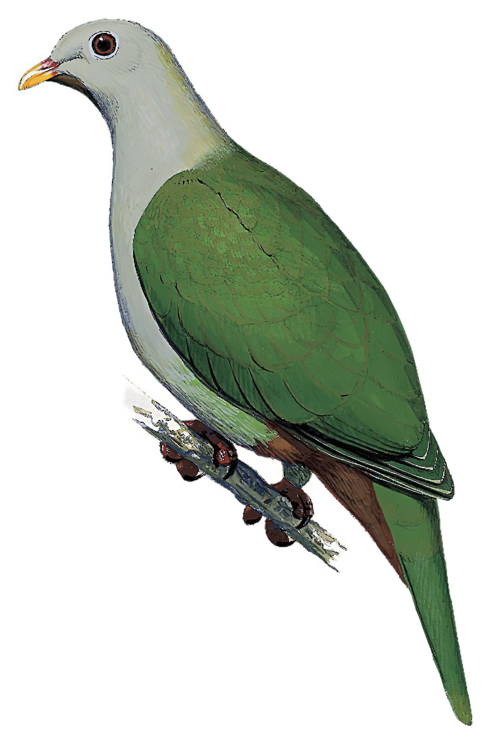 Banggai Fruit-Dove / Ptilinopus subgularis