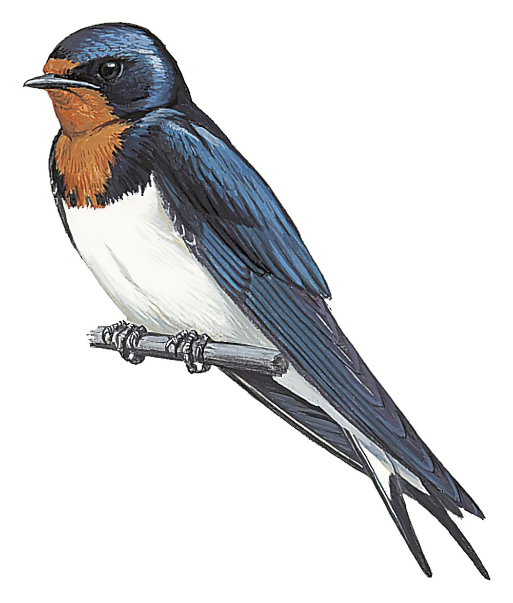 Red-chested Swallow / Hirundo lucida