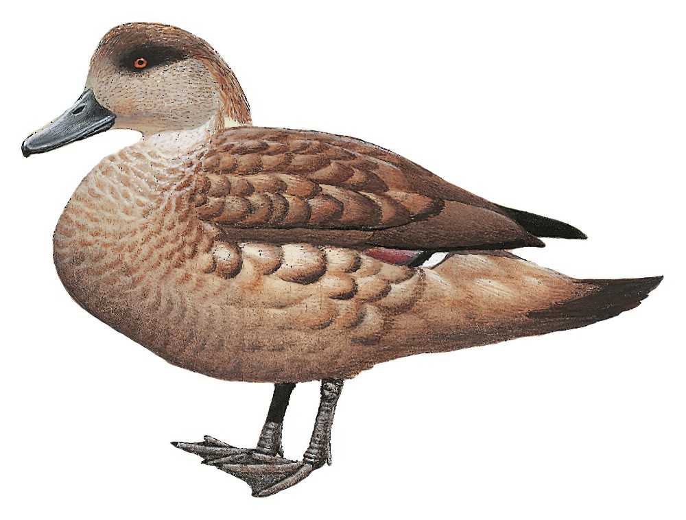 Crested Duck / Lophonetta specularioides