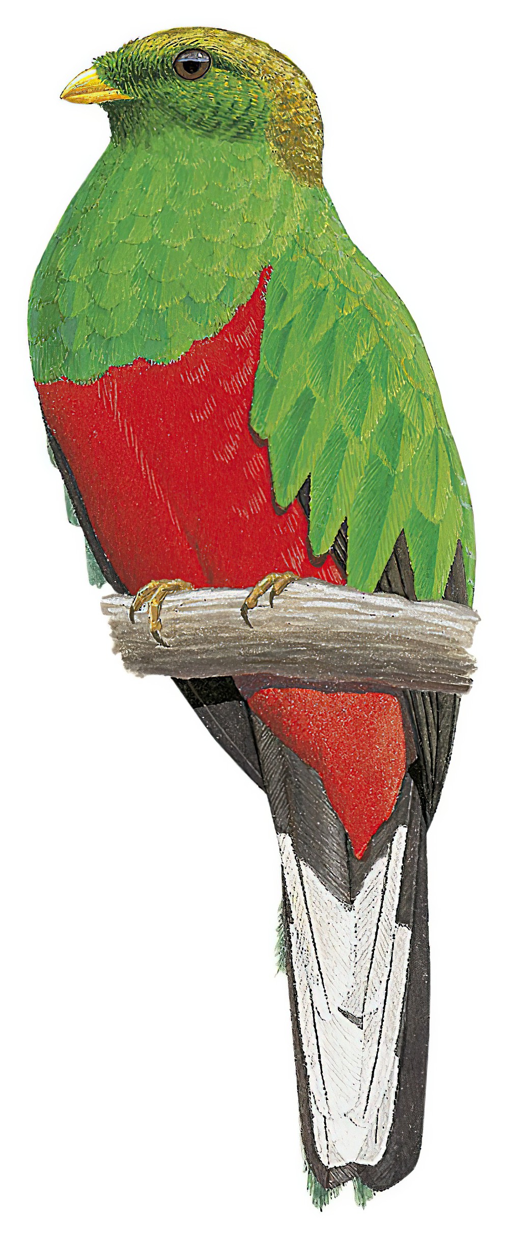 White-tipped Quetzal / Pharomachrus fulgidus
