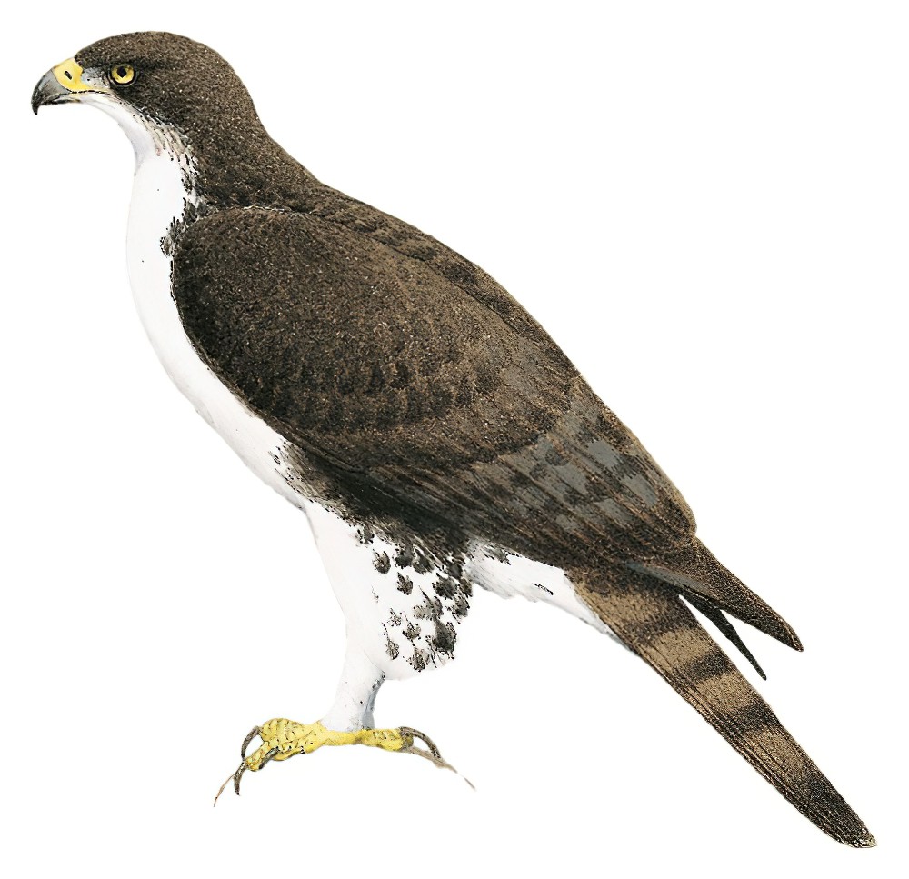 Cassin\'s Hawk-Eagle / Aquila africana
