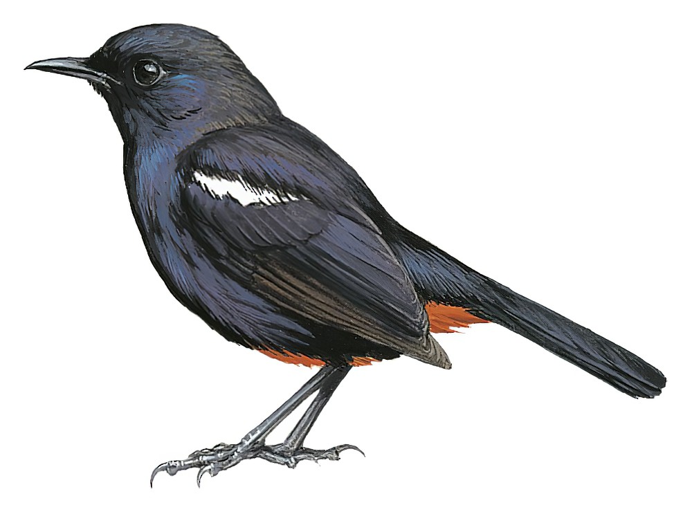 Indian Robin / Copsychus fulicatus