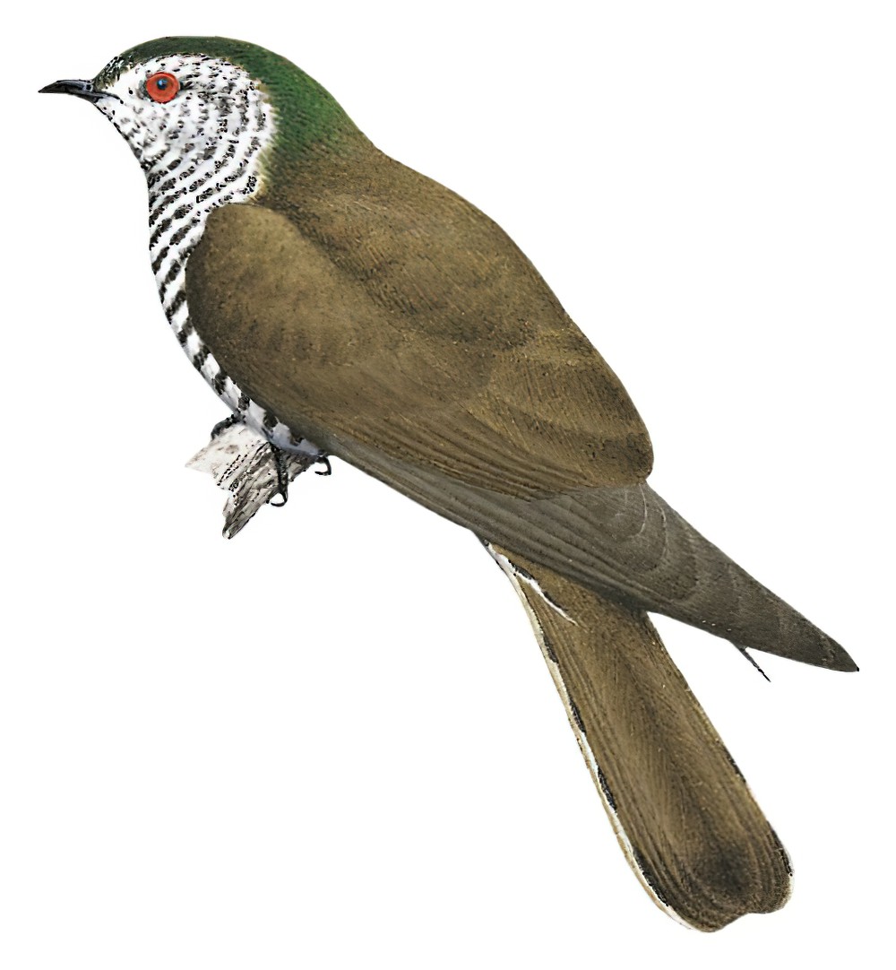 Little Bronze-Cuckoo / Chrysococcyx minutillus