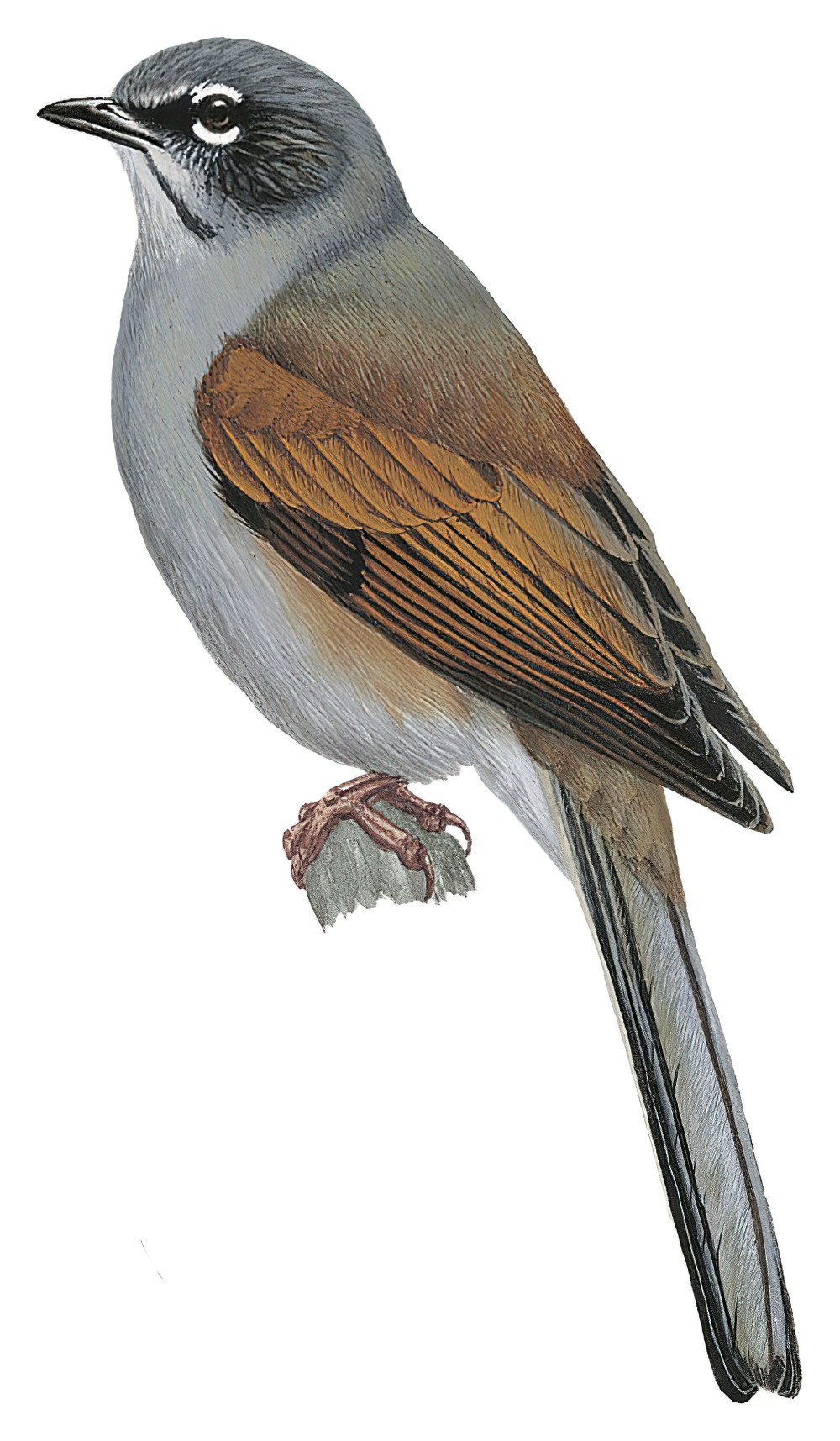 Brown-backed Solitaire / Myadestes occidentalis