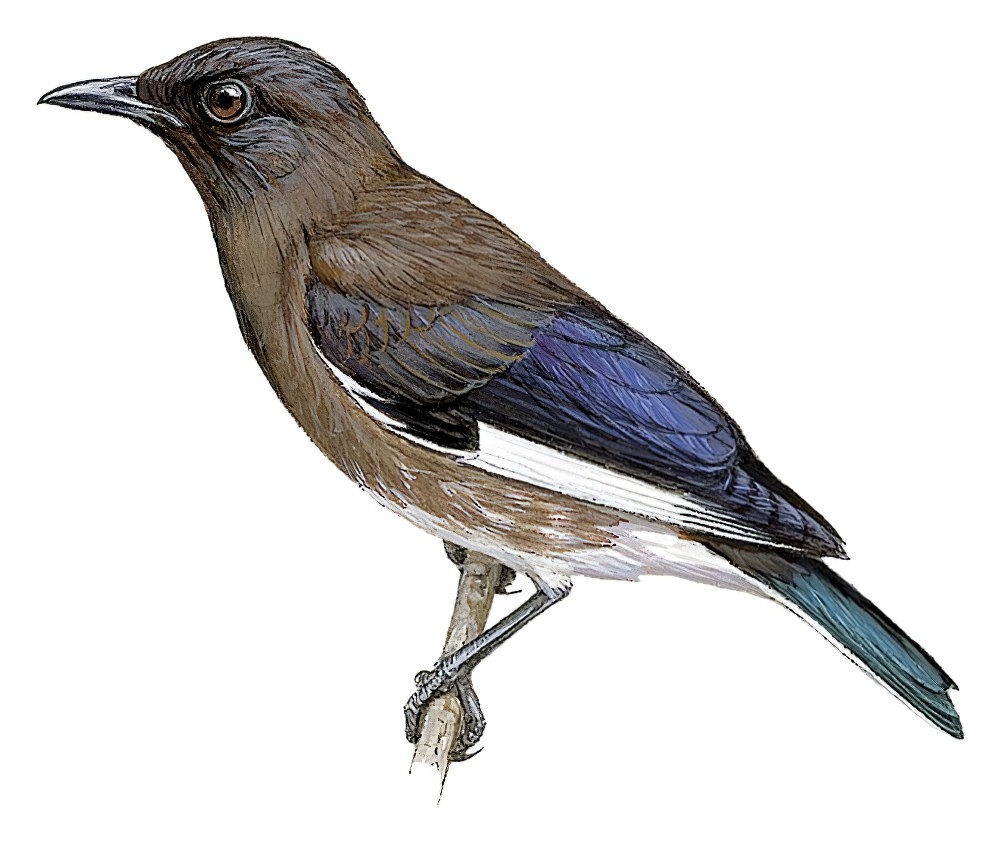 Madagascar Starling / Hartlaubius auratus