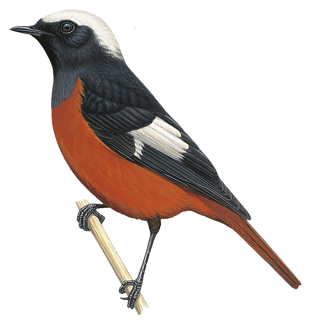 White-winged Redstart / Phoenicurus erythrogastrus