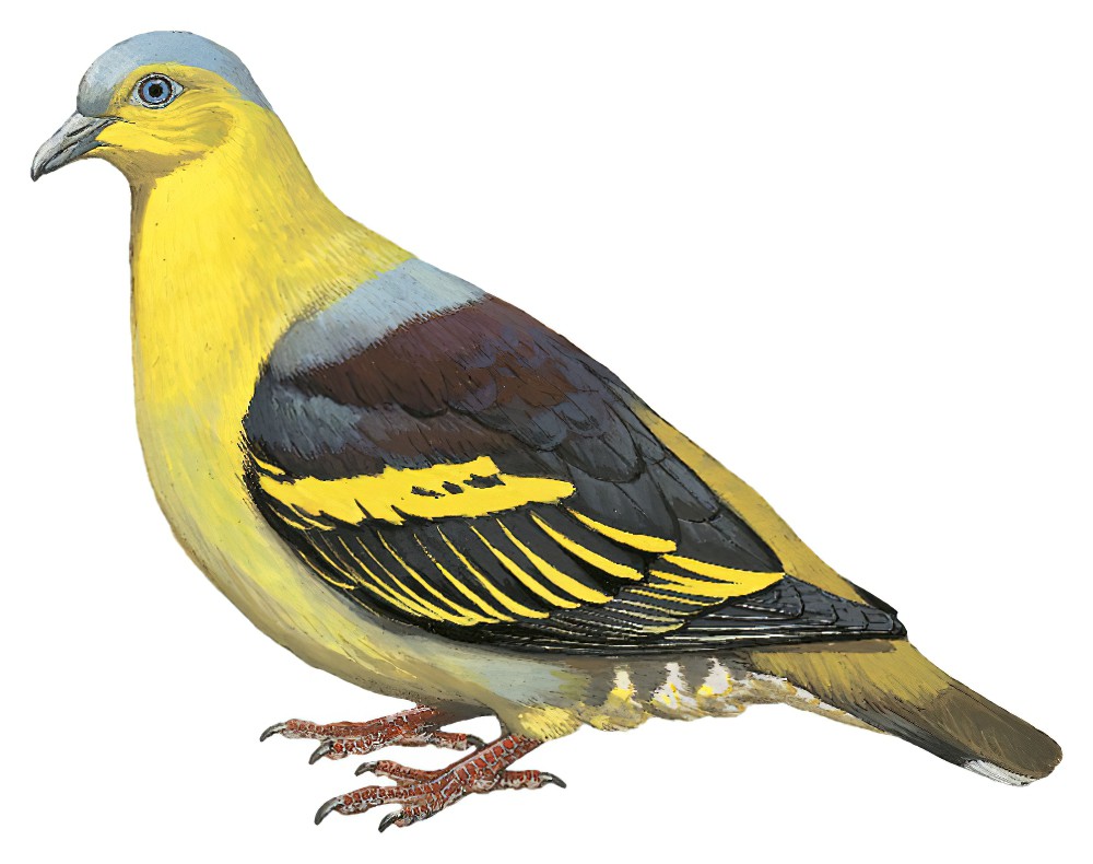 Buru Green-Pigeon / Treron aromaticus