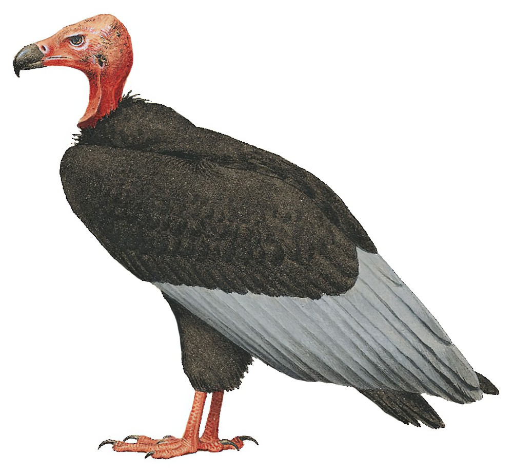 Red-headed Vulture / Sarcogyps calvus