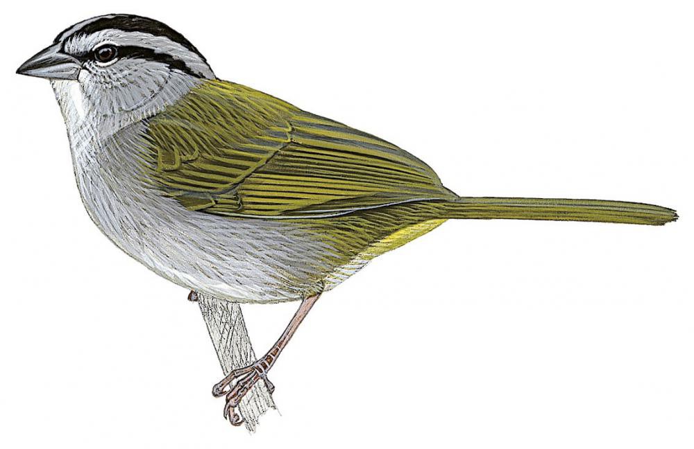 Green-backed Sparrow / Arremonops chloronotus