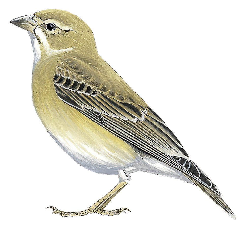 Pale Rockfinch / Carpospiza brachydactyla