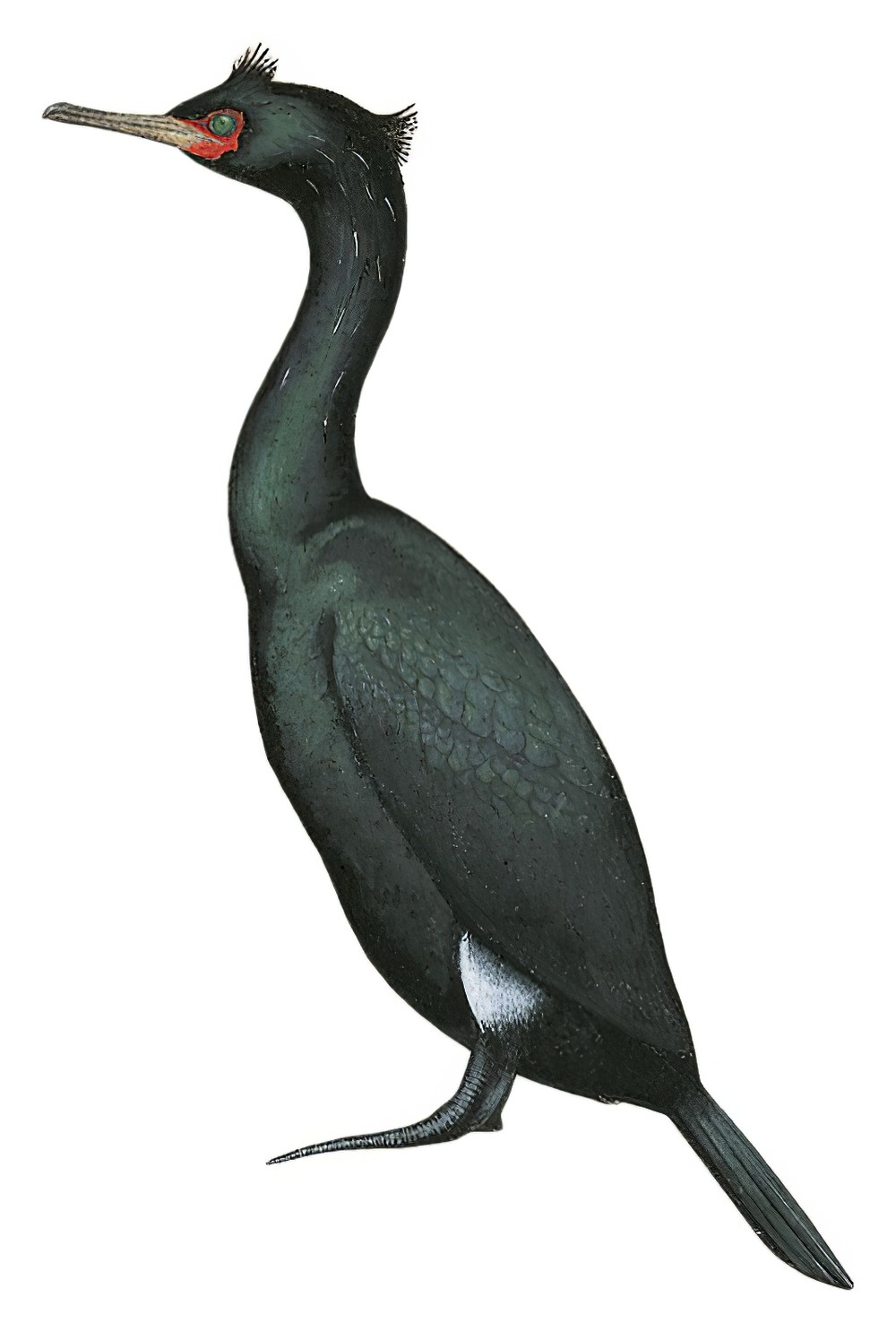 Pelagic Cormorant / Phalacrocorax pelagicus