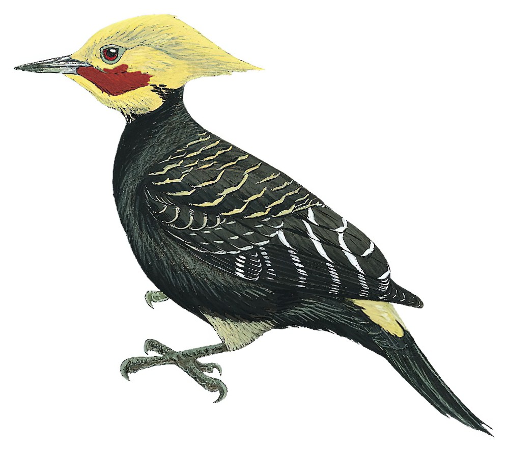 Blond-crested Woodpecker / Celeus flavescens