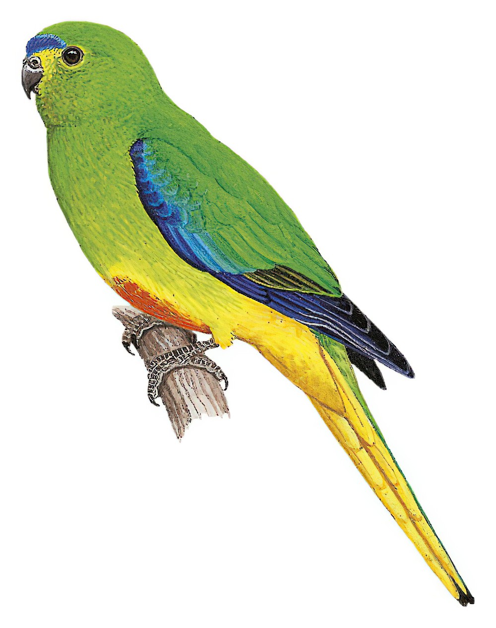 Orange-bellied Parrot / Neophema chrysogaster