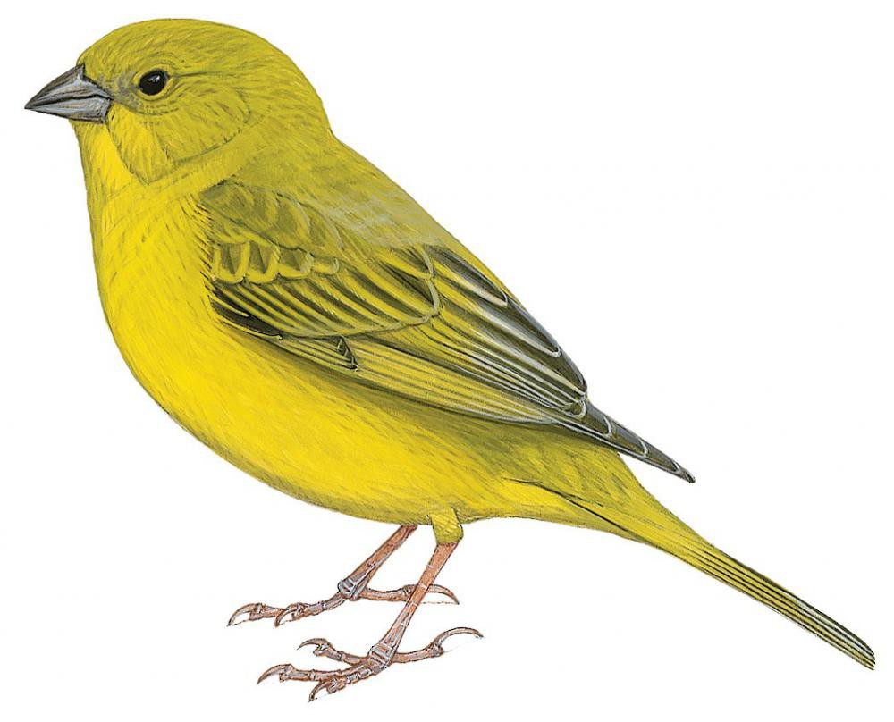 Monte Yellow-Finch / Sicalis mendozae