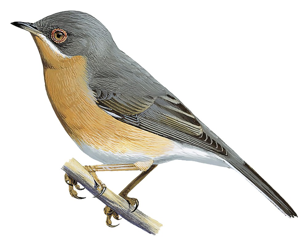 Subalpine Warbler / Sylvia cantillans