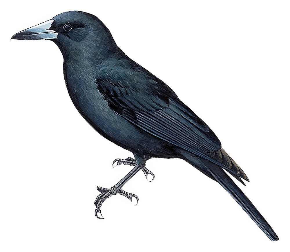 Black Butcherbird / Cracticus quoyi