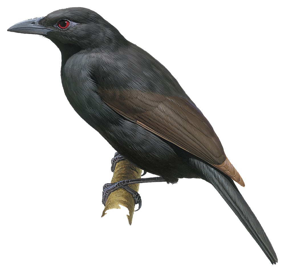 Paradise-crow / Lycocorax pyrrhopterus