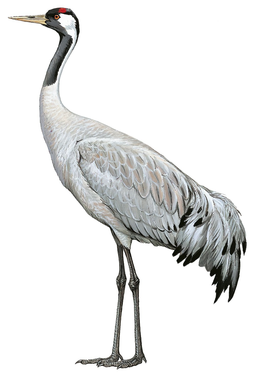 Common Crane / Grus grus