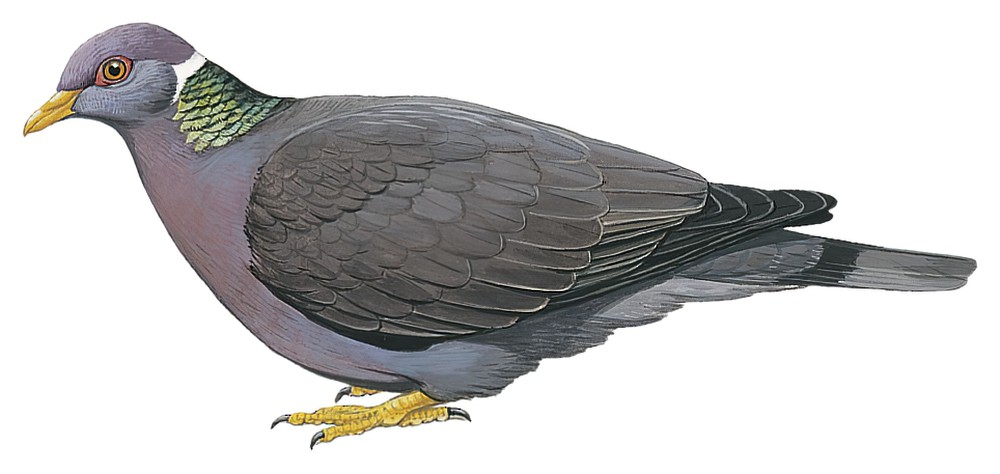 Band-tailed Pigeon / Patagioenas fasciata