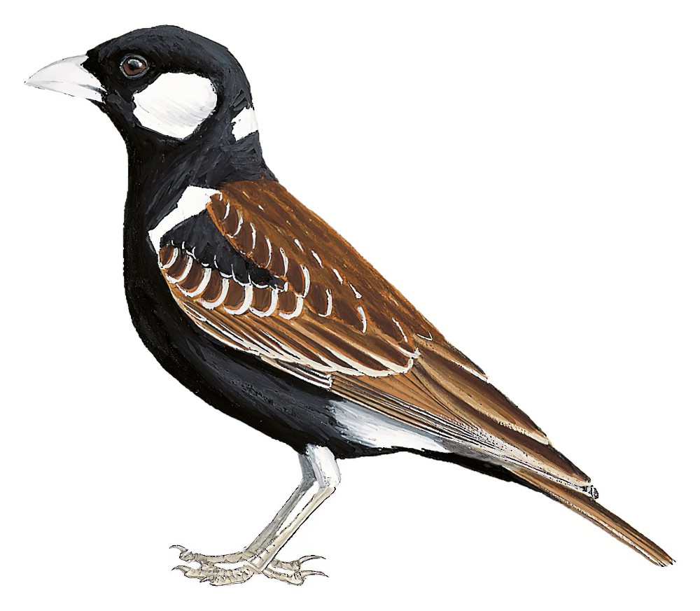 Chestnut-backed Sparrow-Lark / Eremopterix leucotis
