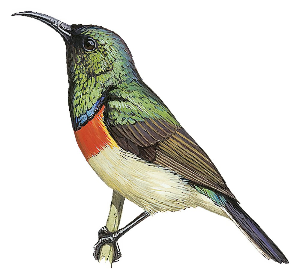 Eastern Double-collared Sunbird / Cinnyris mediocris