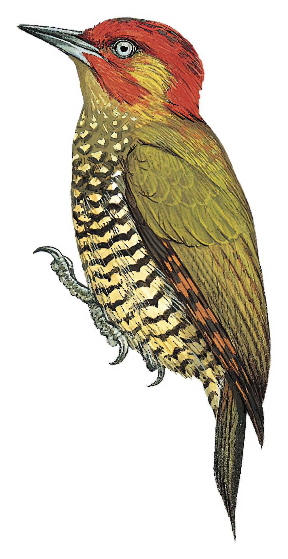 Rufous-winged Woodpecker / Piculus simplex