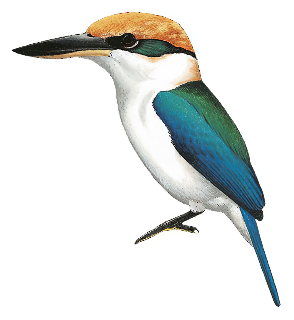 Palau Kingfisher / Todiramphus pelewensis