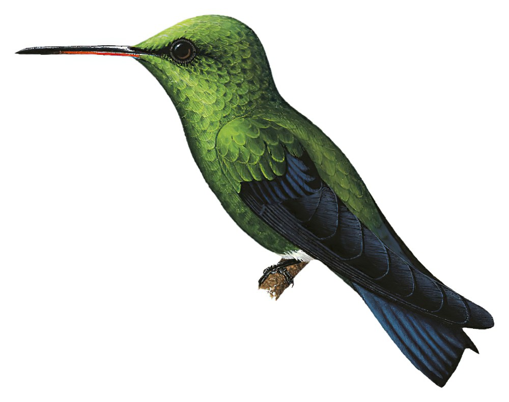 Steely-vented Hummingbird / Amazilia saucerottei