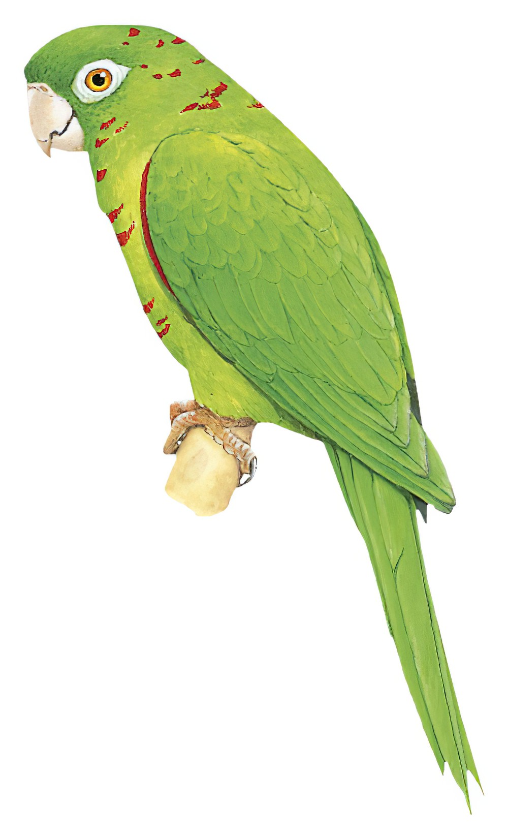 Cuban Parakeet / Psittacara euops