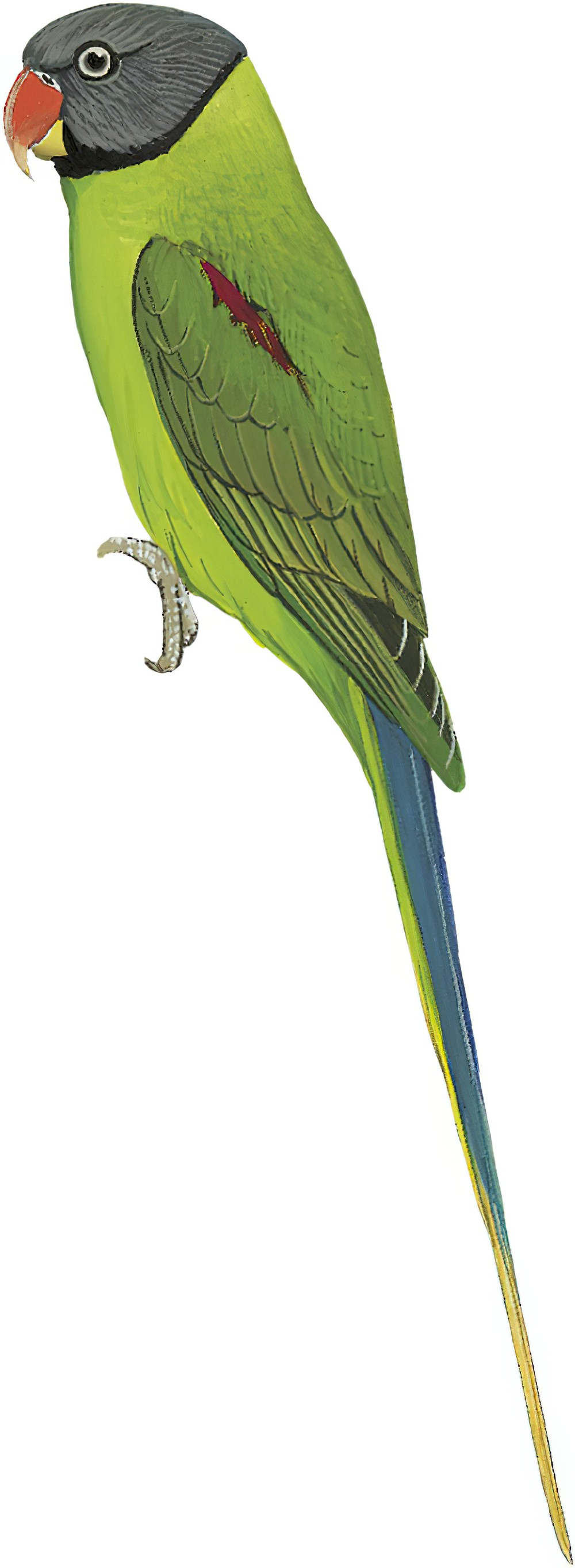 Gray-headed Parakeet / Psittacula finschii