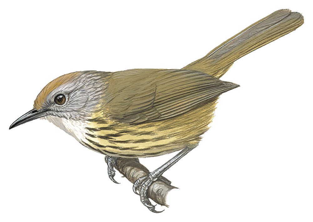 Palawan Striped-Babbler / Zosterornis hypogrammicus