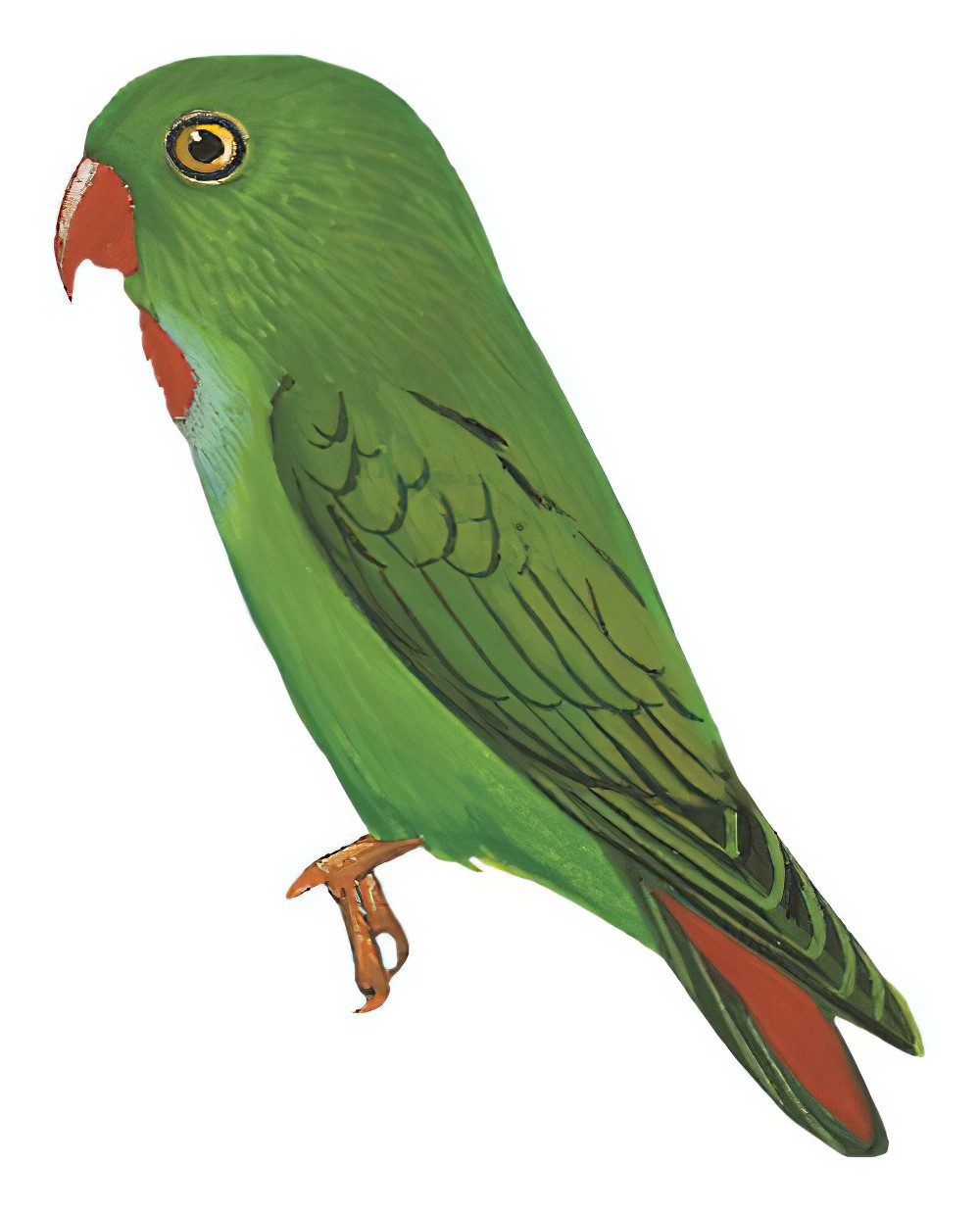 Pygmy Hanging-Parrot / Loriculus exilis