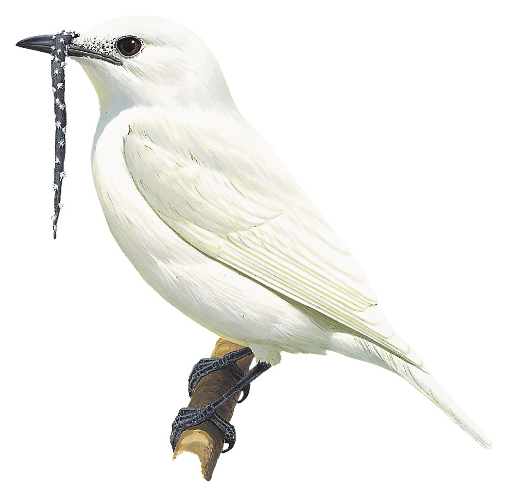 White Bellbird / Procnias albus
