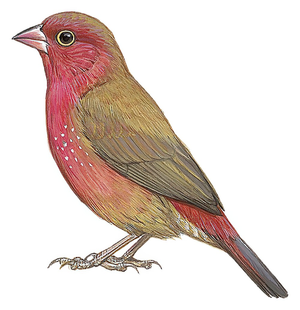 Red-billed Firefinch / Lagonosticta senegala
