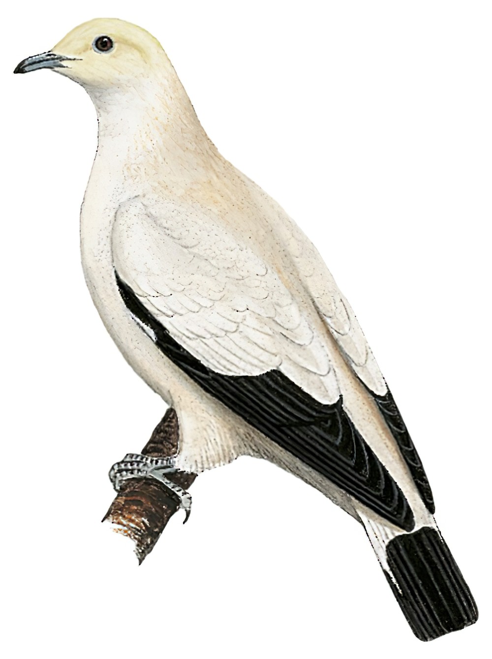 Pied Imperial-Pigeon / Ducula bicolor