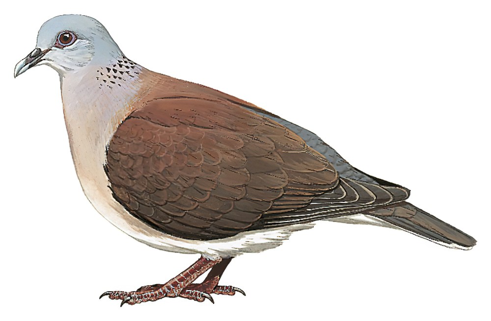Madagascar Turtle-Dove / Streptopelia picturata