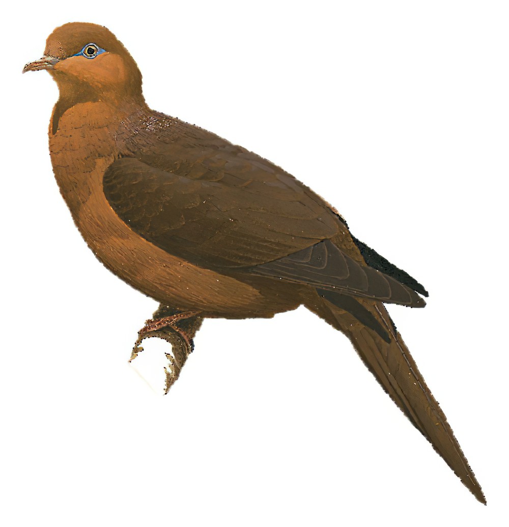 Ruddy Cuckoo-Dove / Macropygia emiliana