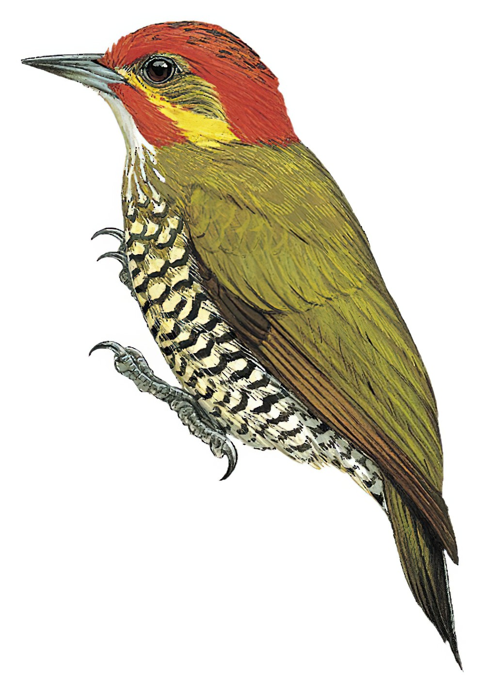 White-throated Woodpecker / Piculus leucolaemus