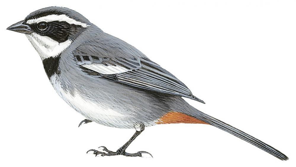 Ringed Warbling-Finch / Microspingus torquatus
