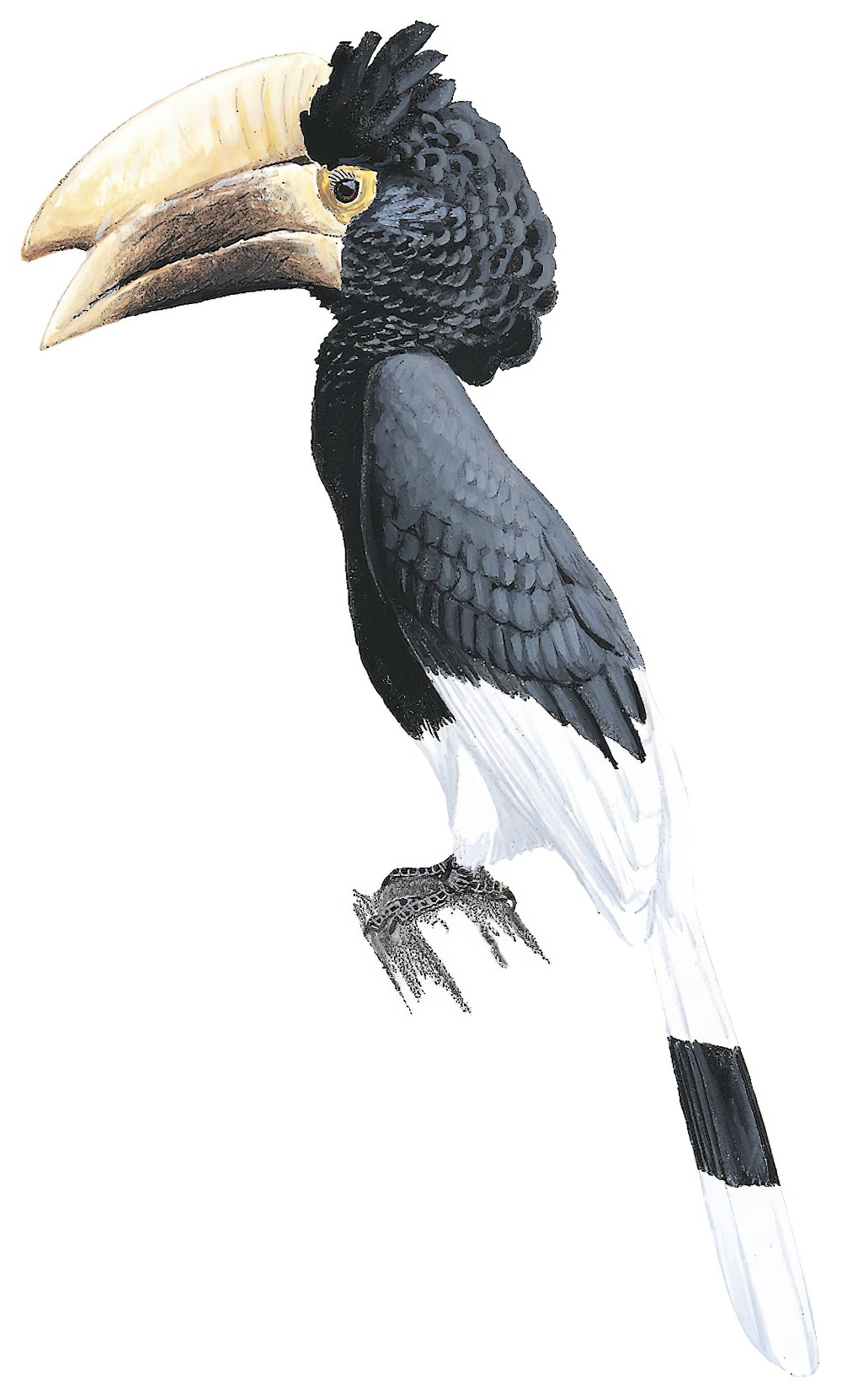 White-thighed Hornbill / Bycanistes albotibialis